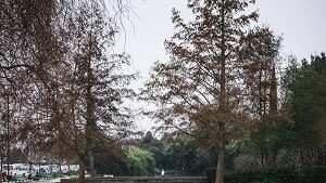 Cambio climático: la importancia de la infraestructura, gobernanza y justicia en las ciudades