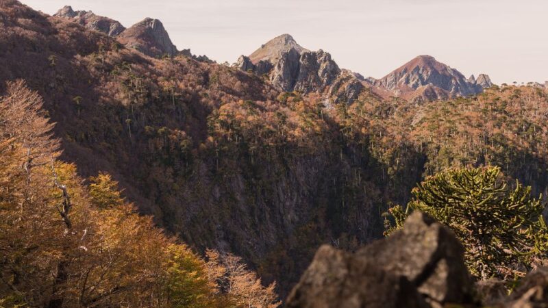 Islas nativas: una forma de recuperar la naturaleza dentro de las ciudades