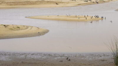 Día Mundial de los humedales: El trabajo de Valdivia para protegerlos